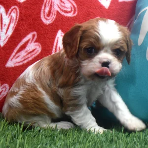 Mr. Drew the Cavalier - Image 5