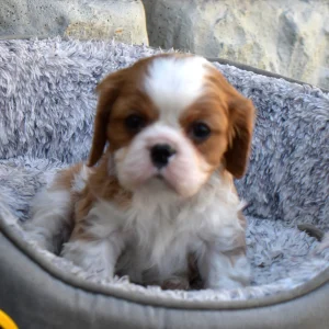 Mr. Drew the Cavalier - Image 4