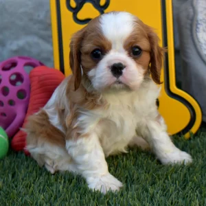 Mr. Drew the Cavalier - Image 3