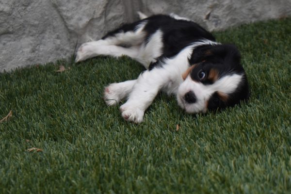 Ms. Tresa the Cavalier - Image 5