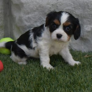 Ms. Sophie the Cavalier - Image 3