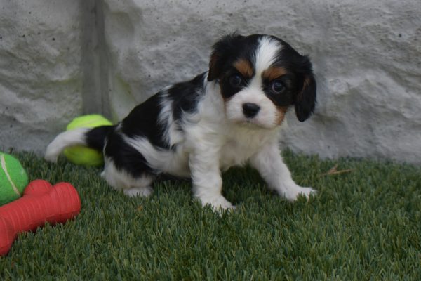 Ms. Sophie the Cavalier - Image 3
