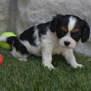 Ms. Sophie the Cavalier - Image 2