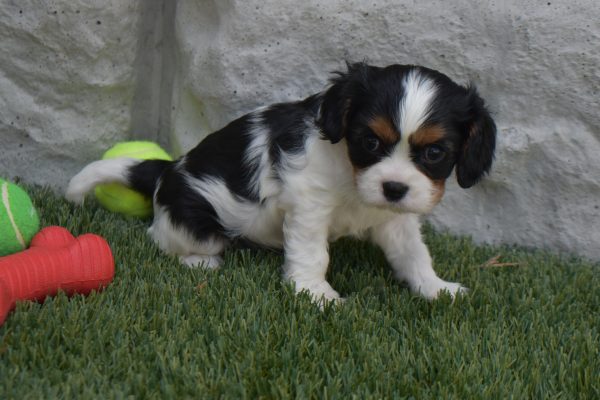 Ms. Sophie the Cavalier - Image 2