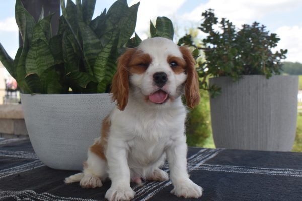Mr. Toby the Cavalier - Image 3