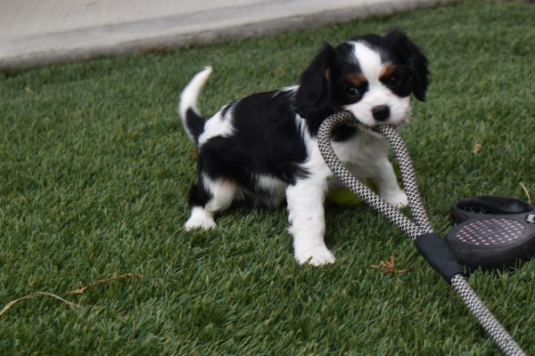 Ms. Tresa the Cavalier