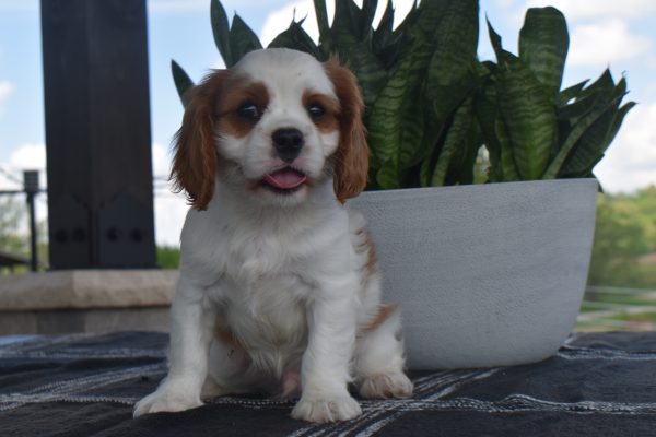 Mr. Toby the Cavalier - Image 2