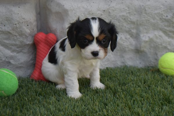 Ms. Sunshine the Cavalier - Image 4