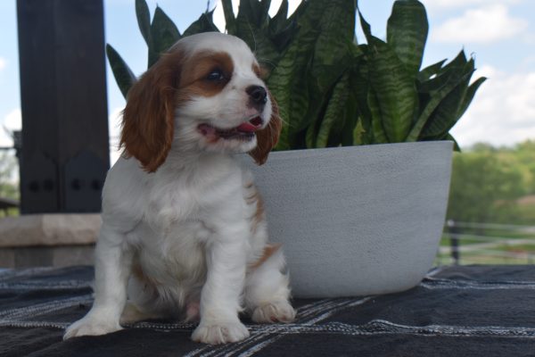 Mr. Toby the Cavalier - Image 5