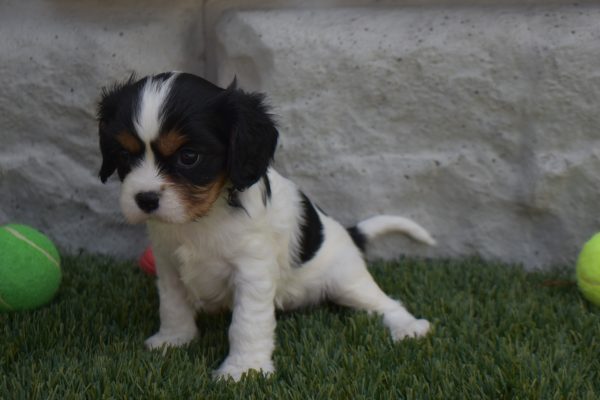 Ms. Sunshine the Cavalier - Image 2