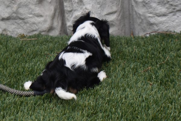 Ms. Tresa the Cavalier - Image 6