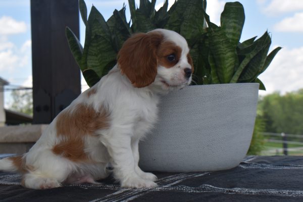 Mr. Toby the Cavalier - Image 4