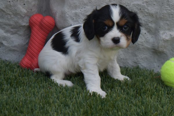 Ms. Sunshine the Cavalier - Image 3