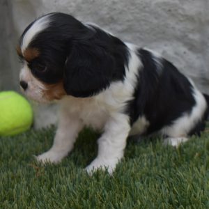 Ms. Sophie the Cavalier - Image 4