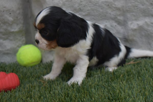 Ms. Sophie the Cavalier - Image 4
