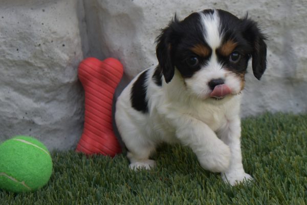 Ms. Sunshine the Cavalier
