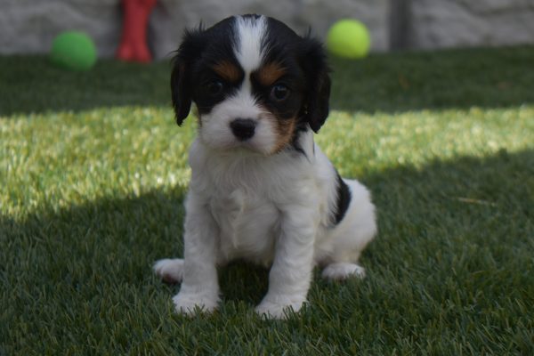 Ms. Sunshine the Cavalier - Image 5