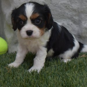 Ms. Sophie the Cavalier