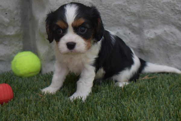 Ms. Sophie the Cavalier