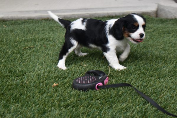 Ms. Tresa the Cavalier - Image 4