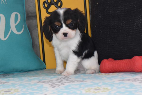 Mr. Dusty the Cavalier - Image 4