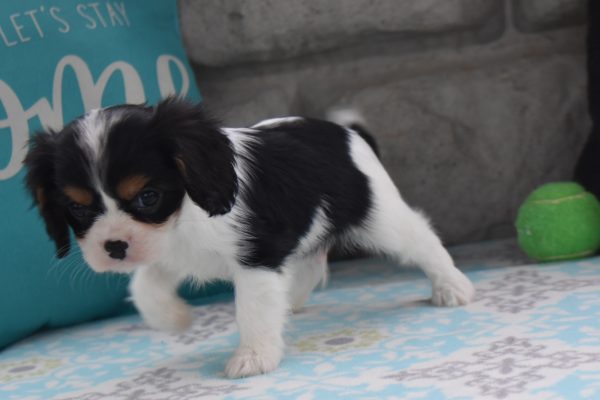 Mr. Dusty the Cavalier