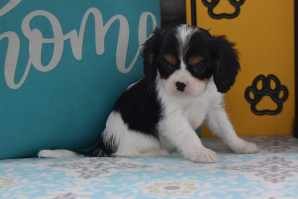 Mr. Dusty the Cavalier - Image 2