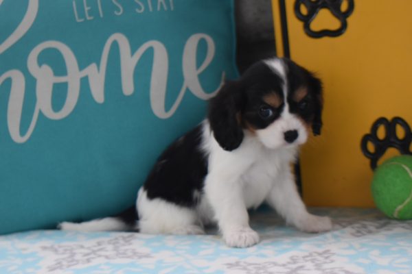 Ms. Dora the Cavalier - Image 5