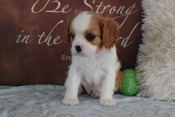 Mr. Ryan the Cavalier - Image 3
