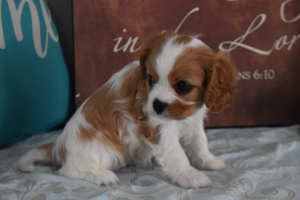 Ms. Reba the Cavalier - Image 2