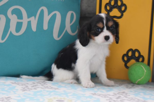 Ms. Dora the Cavalier
