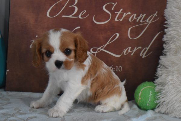 Ms. Reba the Cavalier