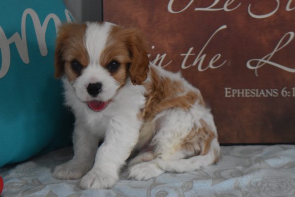 Mr. Rascal the Cavalier - Image 2
