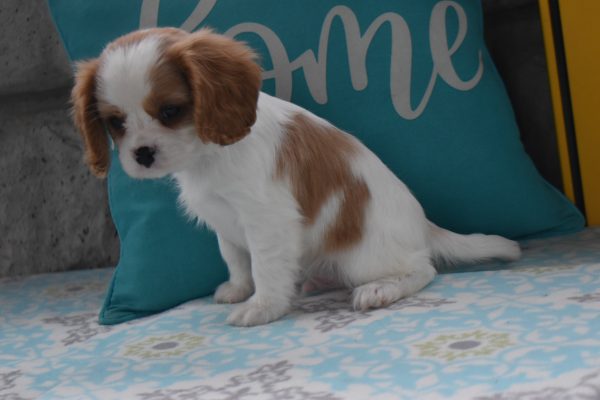 Mr. Dylan the Cavalier - Image 3