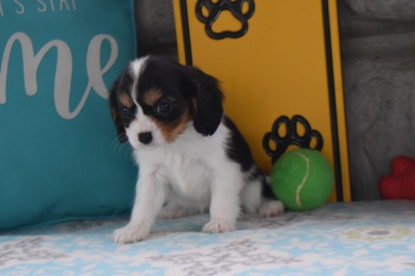Ms. Dora the Cavalier - Image 2