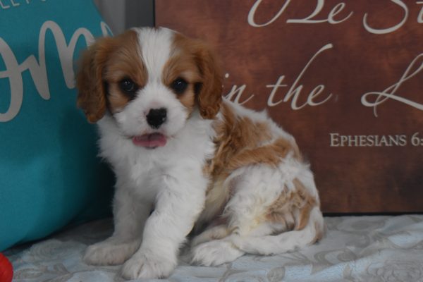 Mr. Rascal the Cavalier