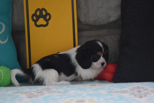 Ms. Dora the Cavalier - Image 4