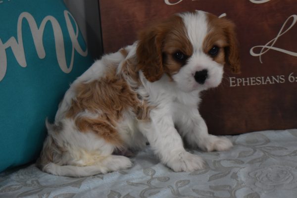 Mr. Rascal the Cavalier - Image 3