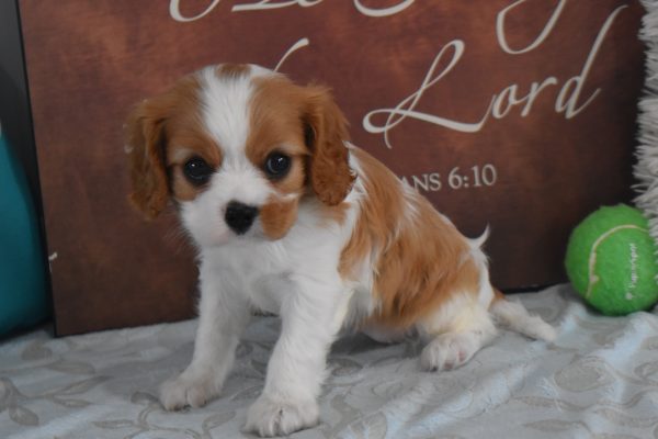 Ms. Reba the Cavalier - Image 3