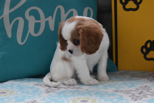 Mr. Dylan the Cavalier - Image 4