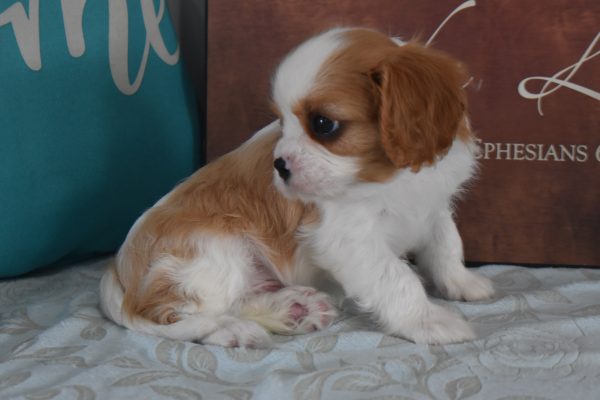 Ms. Reba the Cavalier - Image 4