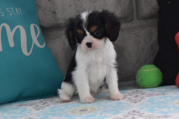 Mr. Dusty the Cavalier - Image 3