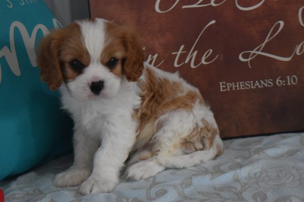 Mr. Rascal the Cavalier - Image 4