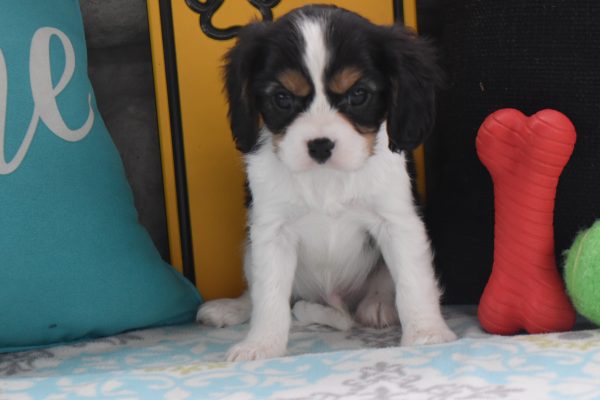 Dexter - Image 2