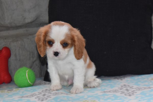 Mr. Dylan the Cavalier - Image 5