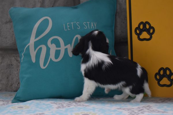 Ms. Dora the Cavalier - Image 3