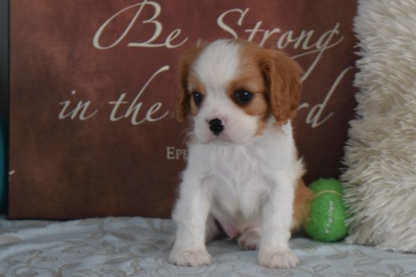 Mr. Ryan the Cavalier
