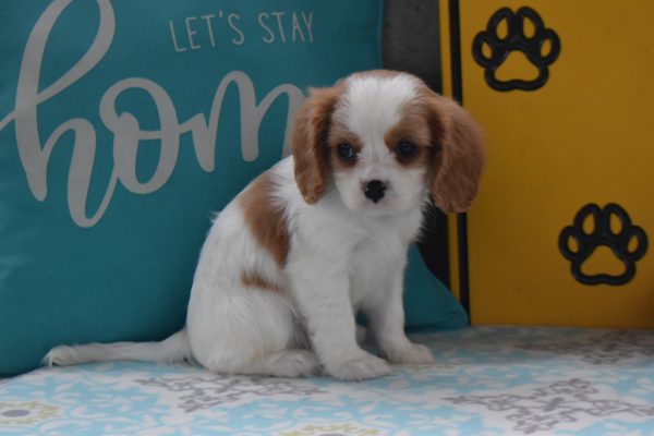 Mr. Dylan the Cavalier - Image 2