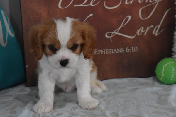 Mr. Rascal the Cavalier - Image 5