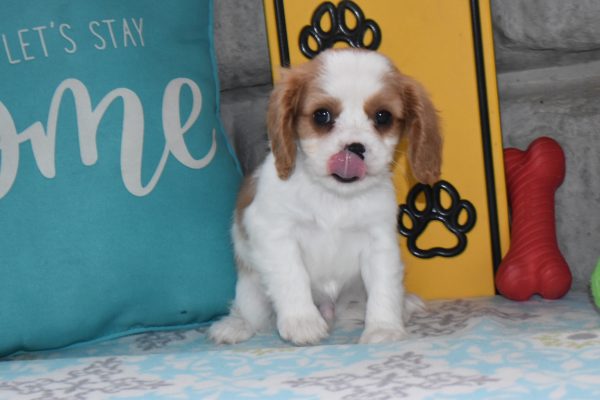 Mr. Dylan the Cavalier